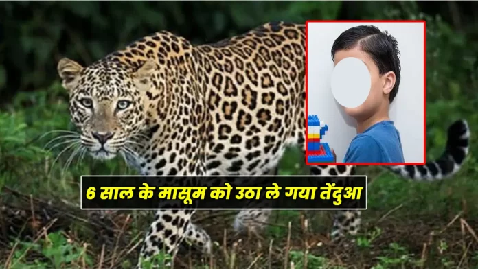 Leopard attack 6 year old child in Kullu Himachal