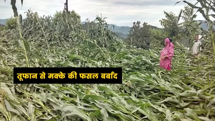 Maize crop destroyed due to storm in Bilaspur
