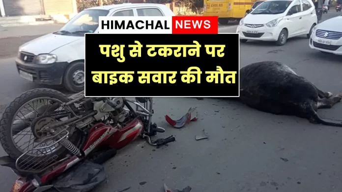 Painful death bike rider colliding with animal Daulatpur Una